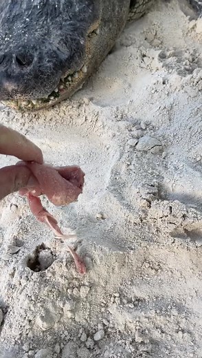 Ever seen a gator spit out it’s food? Well now you have! I gave Zilla a piece of chicken and it got stuck to his mouth, raw meat can be sticky! He played around with it in his mouth 15-20mins and it bothered him enough that he spit it out, but Macho was more than happy to eat it! We feed them beef, fish, pork, but chicken is the main staple. More info from previous posts-At @evergladesholidayparkWe feed our gators at the rescue once a week, that’s it, and only a few pieces each. 40lbs between ab