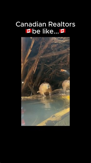 Cassidy Tutsch Real Estate on Instagram: "🚀 Going above and beyond! 🏡 Let’s check out all the options when buying real estate 🙂🎉🔑"