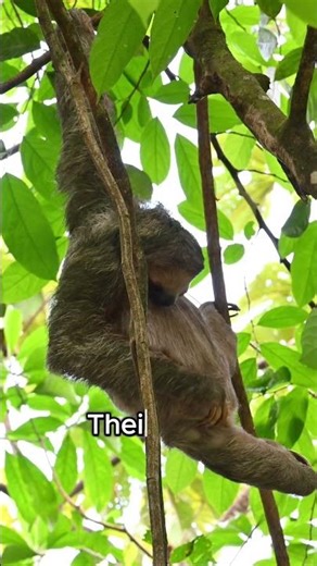 This Animal Moves Slower Than You Think 🦥