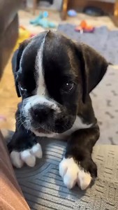 Too cute  | Boxer puppies for adoption in Boston Massachusetts | Facebook