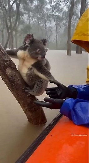 Boat Rescue: Koala & Baby Saved from Flood! 🐨💦 | Heartwarming Rescue Caught