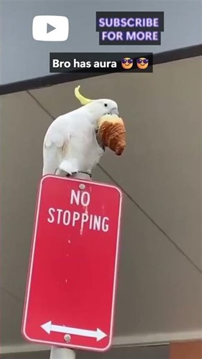 Bird Sitting on No Stopping Sign 😂