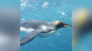 VIDEO: Diver captures his swim with penguins