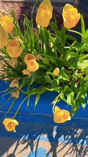 Tulipanes amarillos siguen brillantes