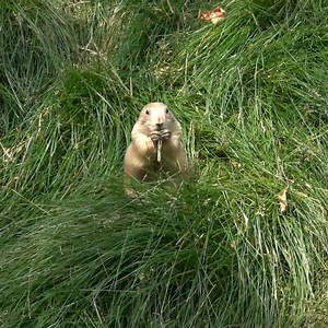 12K views · 635 reactions | Raise your hand if you've seen the prairie dogs! ️  Prairie dogs communicate with each other by barking, yipping, and whistling to signal the presence of predators and other dangers. They got their name from the barking sound they make. | Milwaukee County Zoo | Facebook
