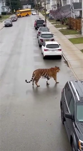 Tiger Spotted Walking Down a City Street 😳 Raw Phone Video