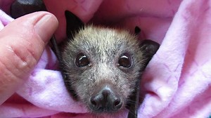 46K views · 4.9K reactions | Flying-foxes would have to have one of...