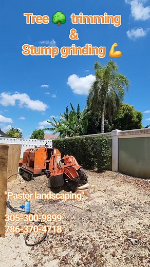 As a trusted and experienced landscaper in South Florida, I provide top-notch landscaping and stump grinding services to homeowners and businesses alike. From lawn maintenance to tree care, and stump removal, I've got you covered. My team and I are dedicated to delivering exceptional results, ensuring your property looks its best. Contact us today to schedule your appointment and let's get growing! 305-300-9899 #LandscapingSouthFlorida #StumpGrinding #LawnCare #YardMaintenance #TreeCare #SouthFl