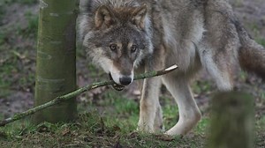 Wolf, Animal, Wildlife. Free Stock Video