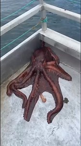 70K views · 349 reactions | Are octopuses aliens? | ASTROVERSESCIENCEo | Facebook