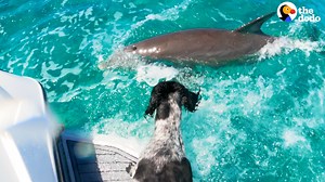 2.5M views · 35K reactions | 40-year-old wild dolphin has been best friends with his favorite dog for almost a decade — watch him introduce his tiny baby dolphin to him too  | The Dodo | Facebook
