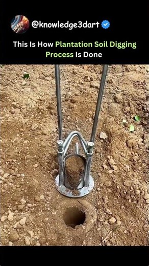 This Is How Plantation Soil Digging Process Is Done