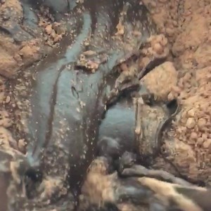 2K views · 38 reactions | Healthy. Chocolate. Ganache.  YES it exists!!! And it contains only 5 healthy ingredients {made up of protein//complex carbs//healthy fat and NO sugar} 1/6 of the whole recipe is only 150 calories 6 F / 15 C / 12 P There's a similar recipe on my YouTube channel, but you can find the original recipe in The Healthy Cake E-Cookbook available at www.sarahlynnfit.com ✨ | Sarah's Fit Food | Facebook