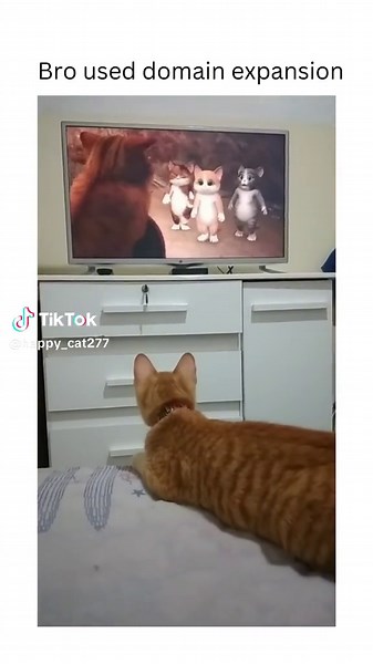 Gojo Cat: The Handsome and Mysterious Feline | Cat Gojo vs Geto Cat