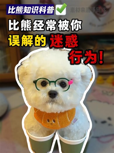 比熊经常被你误解的迷惑行为