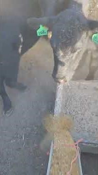 Feeding with new Stull Utv feeder