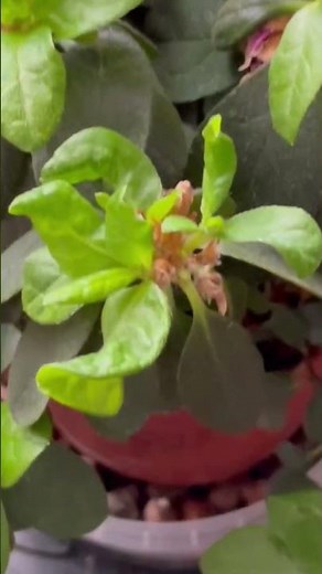 Two ways to care for azaleas after flowering