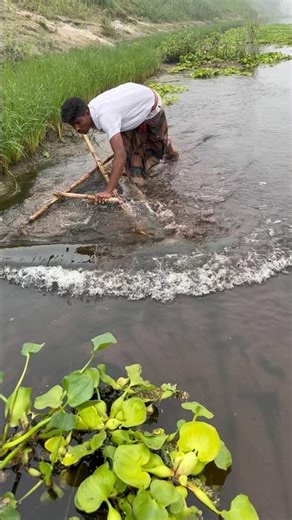 Catching Chewa Fish in Shallow Water