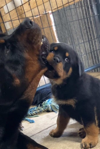 Nova and Miracle: Adorable Rottweiler Puppies