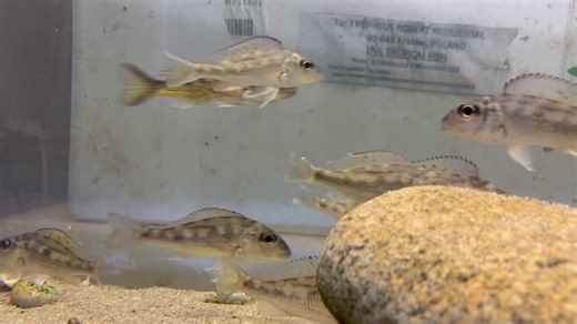 Callochromis melanostigma Kiriza www.tropheus.com.pl Wild Tanzania Cichlids | Tropheus Tanganika