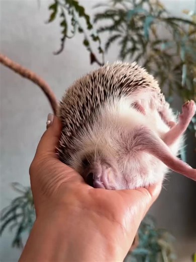 Silly little hedgehog just vibin 🌿😆 follow for more cute chaos ⬆️ #HedgehogLife #TinyExplorer #AnimalVibes #CuteAndFunny