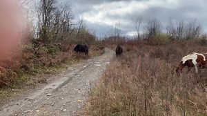 The “Wild” Horses we saw today on out all day tour.#blackgoldoffroad #outlawtrails #
