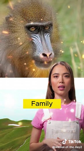 Indian Macaque Monkeys: The Unique Lion-Tailed Macaque | Wildlife Facts