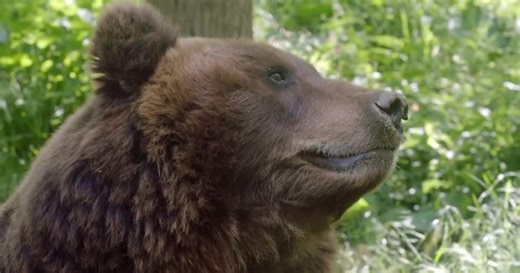 Potential lawsuit highlights key grizzly habitat in Bitterroot National Forest