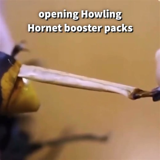 opening howling hornet booster packs trying to get the rare foil rare