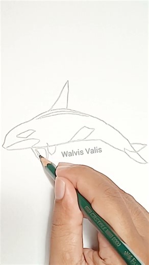 Drawing Killer Whale #drawing #workingartist #art #artworkshowcase #drawingprocess #howtodraw