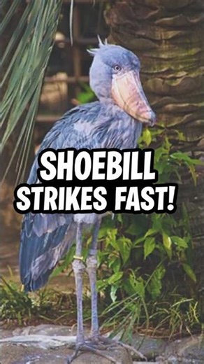 Shoebill | Most Terrifying Bird You’ve Never Seen #shoebill #nature
