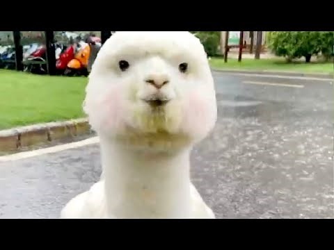 ALPACA 😂 Funny Alpacas And Cute Alpaca Videos