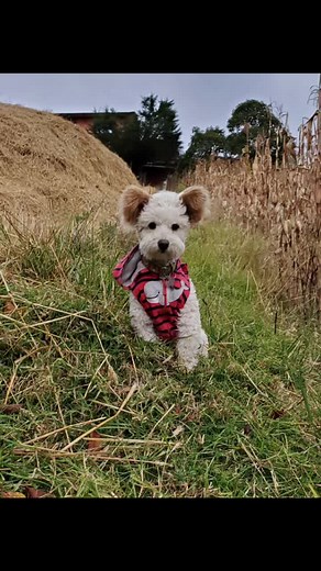 Bienvenidos a TikTok con Chester, el perro más adorable🐶