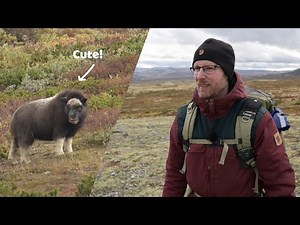 Musk Oxen Wildlife Photography at Dovrefjell Norway