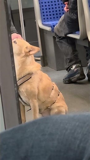The cutest passenger on Berlin's train! #berlin #travel