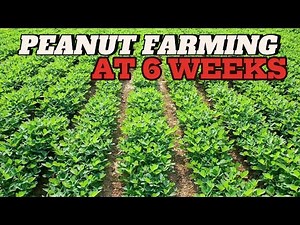 How to start peanut (groundnuts) farming with no experience.