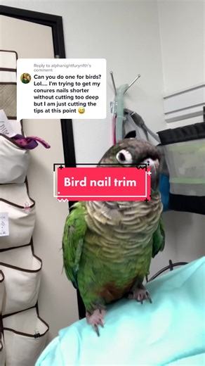 Expert tips for safe bird nail trimming