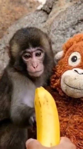 viral baby monkey eating Banana 🍌🐒 amazing view