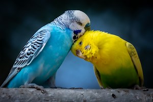 Everything You Need To Know About Budgerigars