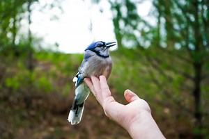 Are Blue Jays Friendly To Humans? [Habits Explained]