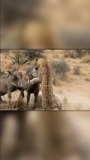 Two Warthogs Fight Back: Leopard’s Toughest Moment