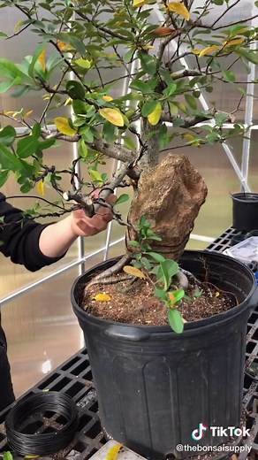 Jerome_bonsai on TikTok