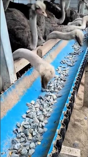 Why Do Ostriches Eat Stones? Fascinating Facts About Ostrich Digestion