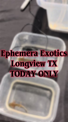 TODAY ONLY HERPS Reptile Show in Longview TX. Longview Exhibit Center @ 1123 Jaycee Dr #fypppppppppppppp #axolotl #axolotlsoftiktok #exotic #longviewtx