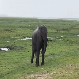 The herd of elephants happily sheltered to welcome the baby elephant | American Animals