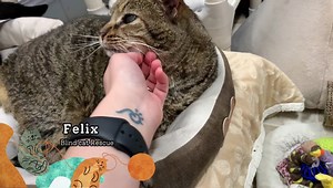 2.2K views · 697 reactions | Felix - 17 years old and blind enjoying chin scratches. He thanks you so much for your support, you made it possible for him to be safe. ❤ | Blind Cat Rescue and Sanctuary, Inc. | Facebook