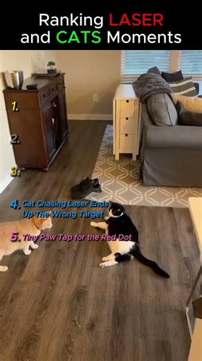 Ranking Funny Cat and Laser Moment