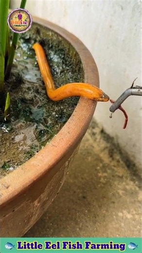 Amazing Little Eel Fish Farming Tricks #shorts #eel #fishing #fish