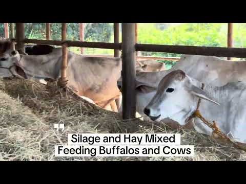 Daily Dairy Routine - Guieb Dairy Farm (Part 1)
