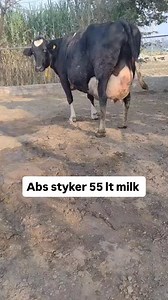 Abs styker 55 lt milk capacity 3rd lactation #forsale @jolly_dairy_farm Amritsar Punjab 9815258000 #trendingreels #trending #reels #animal #forsale #instagram #travelphotography #travelphotography #trend #traveltheworld #treanding | JOLLY DAIRY FARM